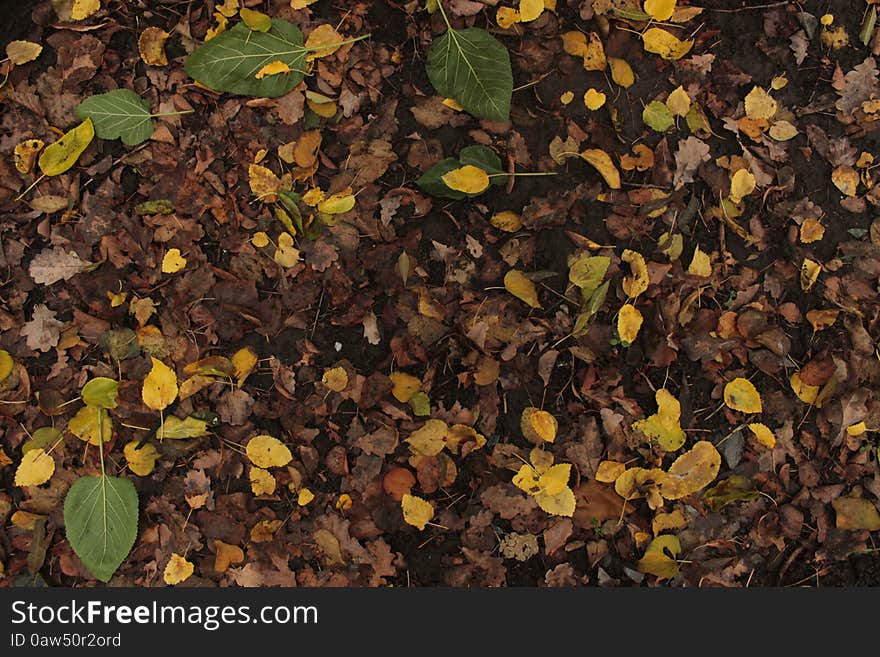 Leaves on the ground. Yellow, green and brown colors. Leaves on the ground. Yellow, green and brown colors.