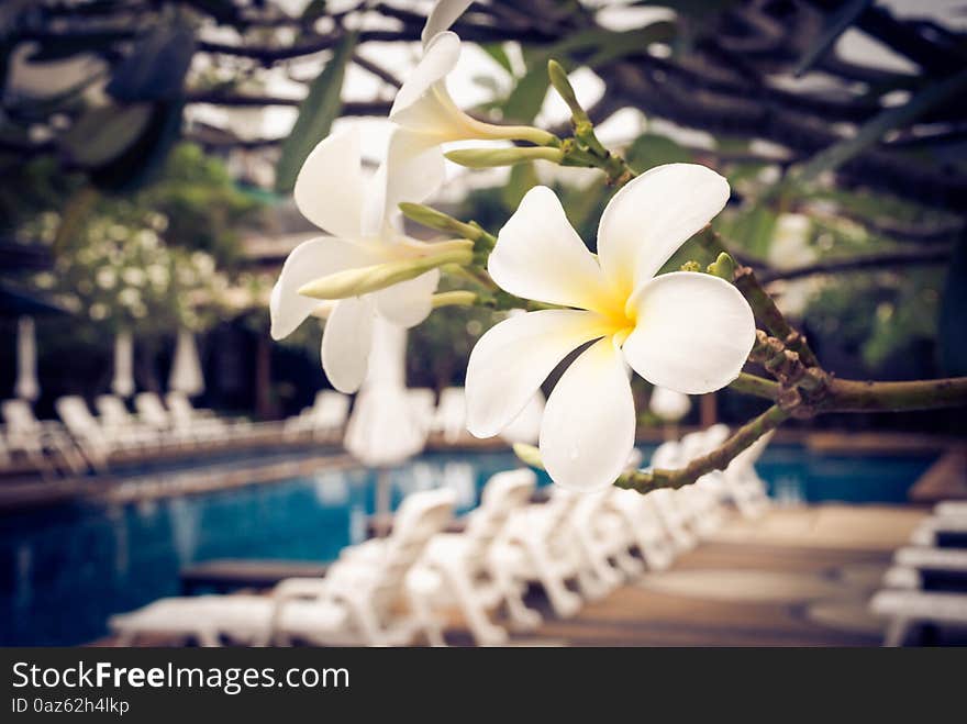 White tropical flower lei frangipani closeup.