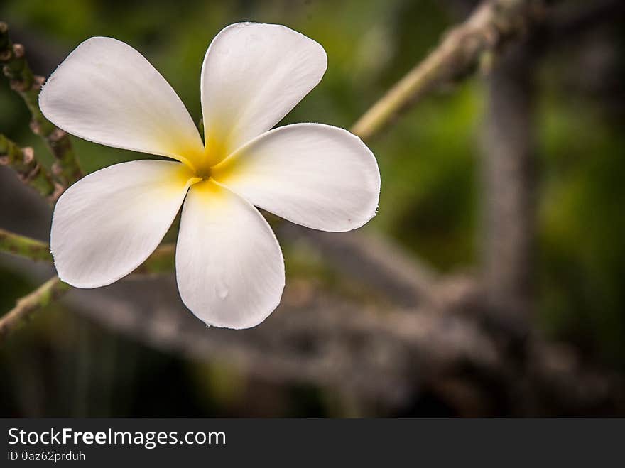 White tropical flower lei frangipani closeup.