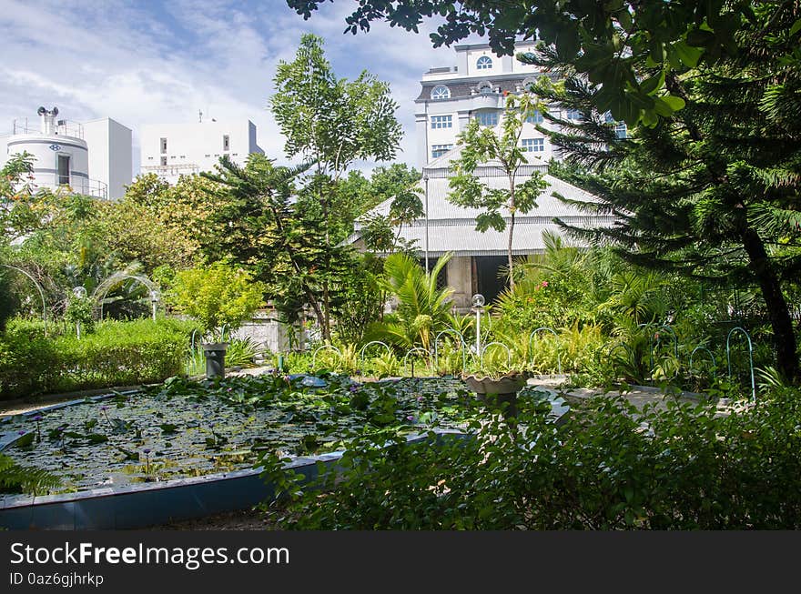 Tropical garden at Male near Hukuru Miskiy mosque. Maldives