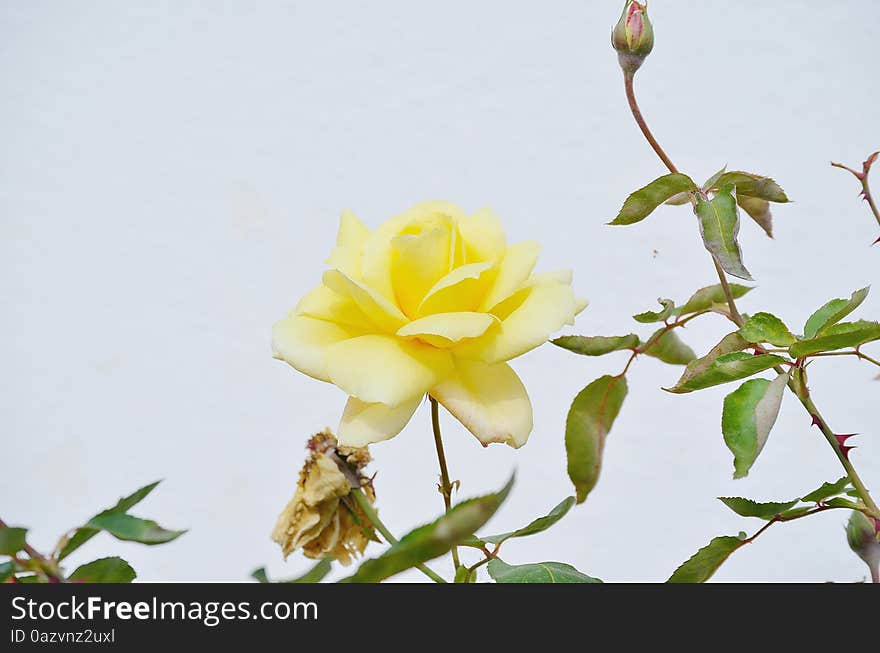 Yellow Rose and the other one with fallen petals and rose buds