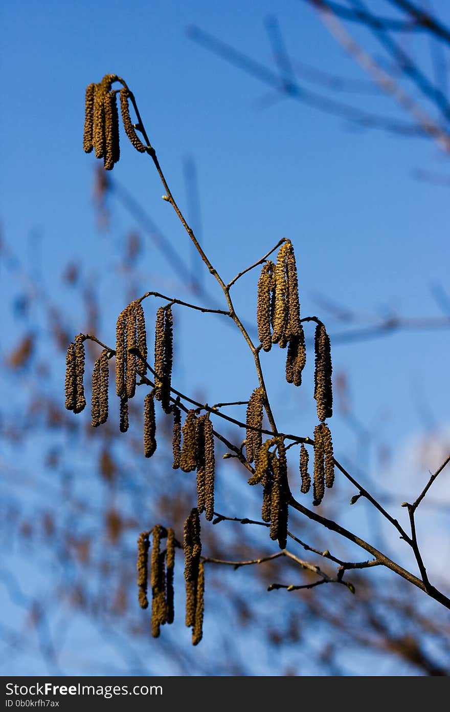 Birch buds on spring day outside closeup