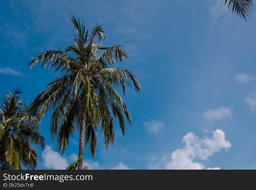 Palm trees at Maldives on blue sky background