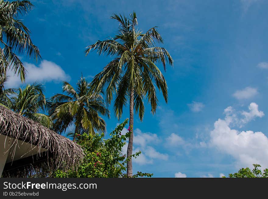 Palm trees at Maldives