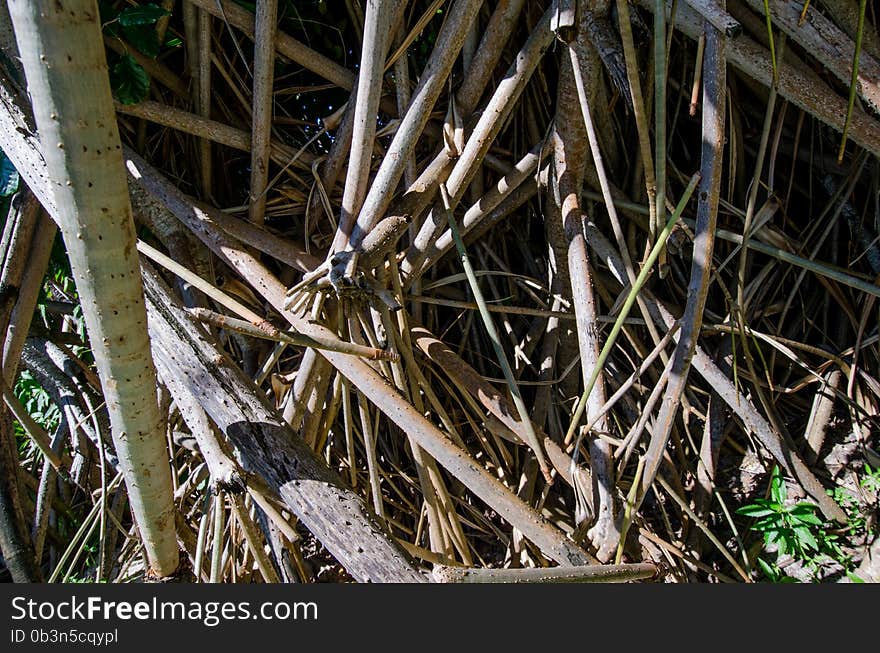 Wooden branches abstract background. Maldives