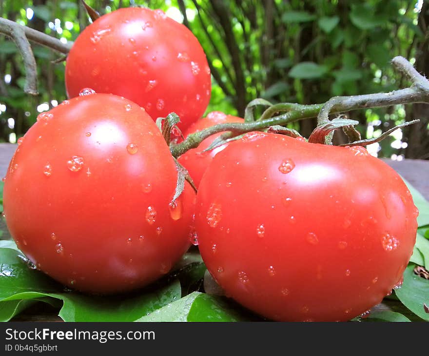 Bio wet cherry tomato with water drops  on leafs