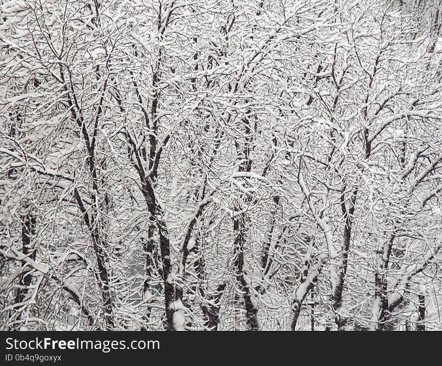 View of first snow in november whith white beautiful clean trees. View of first snow in november whith white beautiful clean trees