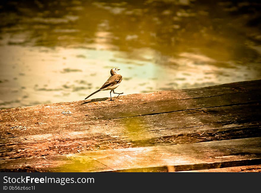 Small bird waddle walking