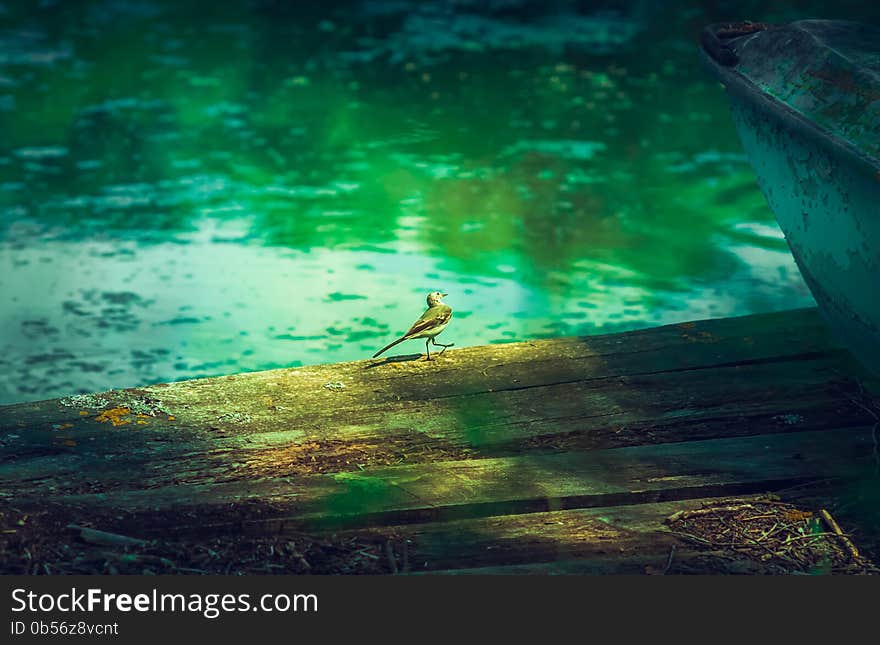 Small Bird Waddle Walking