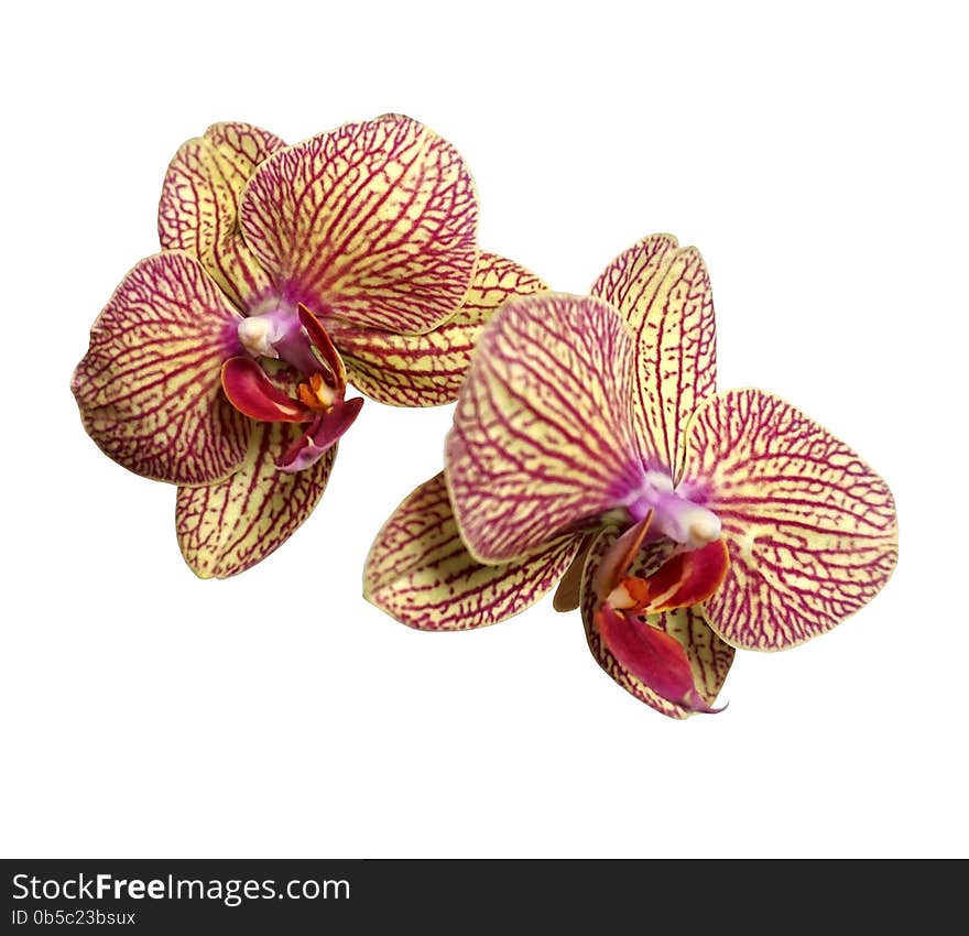 Macro of orchid on white background