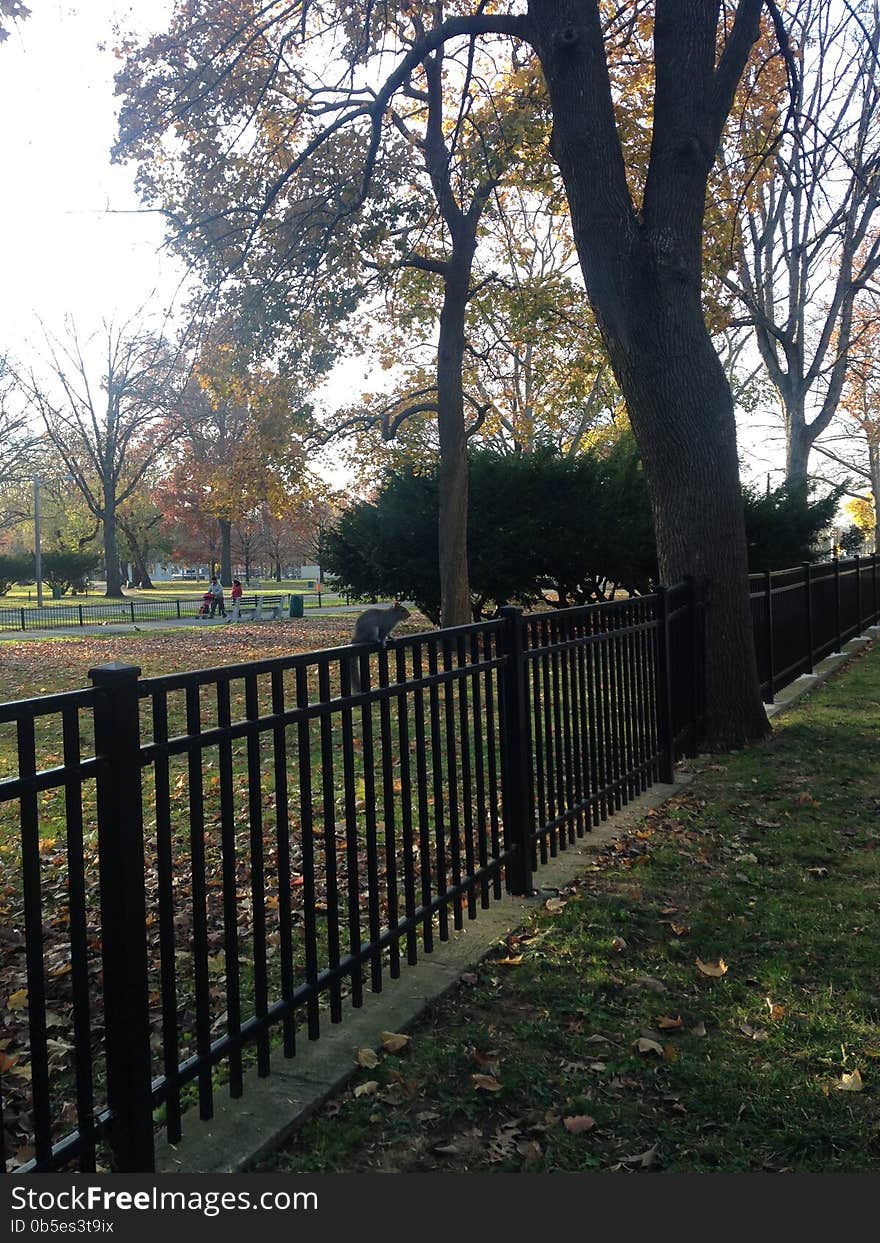 A Sciuridae Sitting On A Fence In A Park In The Fall.