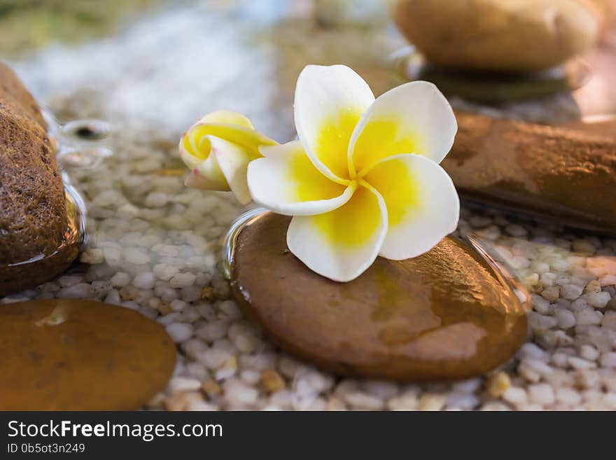 Touching nature with relaxing and peaceful with flower plumeria or frangipani decorated on water and pebble rock in zen style for spa meditation mood