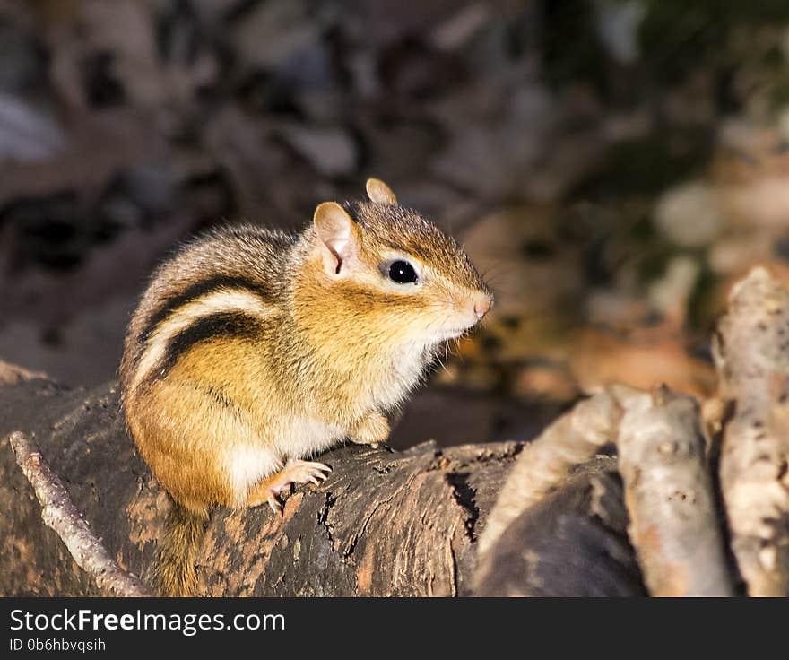 Eastern Chipmunk on a log