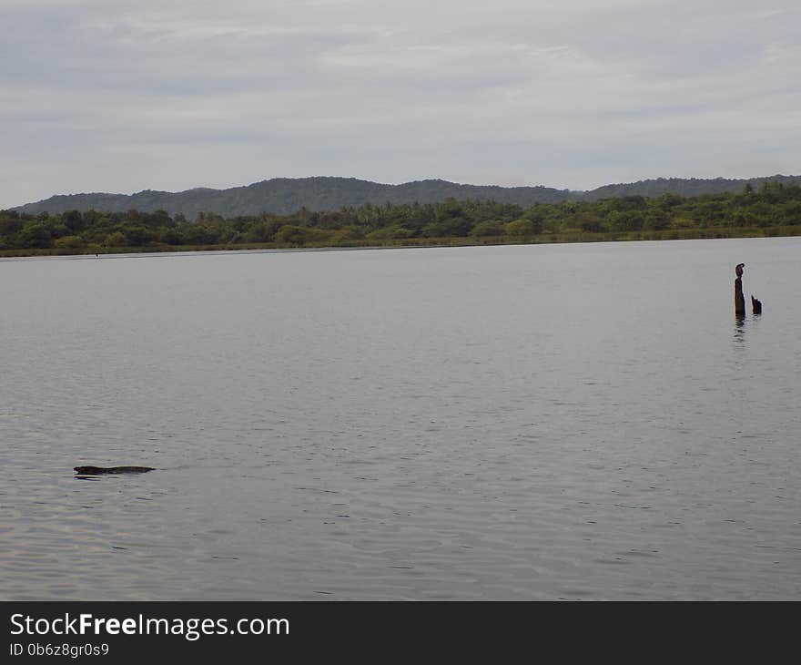 Little Cormorant (Phalacrocorax niger) & a water monitor (Varanus salvator)