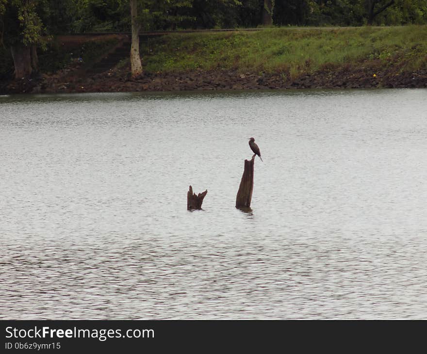 Little Cormorant is very common resident bird in water bodies of low country. Large flocks can be seen in dry zone and occasional visitors in the hills. It is a good swimmer as well as a diver and while fishing it can stay underwater for a while and re-emerged some distance from where it dives. Usually it sits for long period on a dead tree, half sub-merged rock or river bank with its wings spread to dry them up.  It breeds during North-East monsoons starting from October to April in colonies on trees standing in water in tanks, often with many other water birds such as Indian cormorants, night herons, pond herons, egrets, storks, etc.
They are all dark coloured or black and have stout beaks with a strongly hooked tip, long necks that can be distended, retracted and twisted with ease, long streamlined bodies, long tails and wide round wings. Little Cormorant is very common resident bird in water bodies of low country. Large flocks can be seen in dry zone and occasional visitors in the hills. It is a good swimmer as well as a diver and while fishing it can stay underwater for a while and re-emerged some distance from where it dives. Usually it sits for long period on a dead tree, half sub-merged rock or river bank with its wings spread to dry them up.  It breeds during North-East monsoons starting from October to April in colonies on trees standing in water in tanks, often with many other water birds such as Indian cormorants, night herons, pond herons, egrets, storks, etc.
They are all dark coloured or black and have stout beaks with a strongly hooked tip, long necks that can be distended, retracted and twisted with ease, long streamlined bodies, long tails and wide round wings.