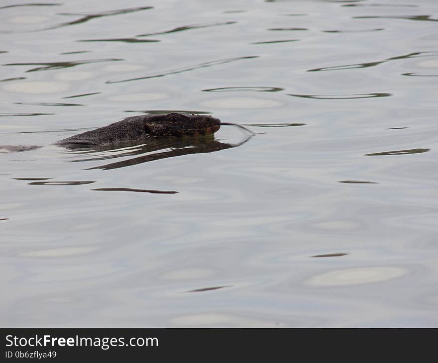 Water monitor (Varanus salvator)