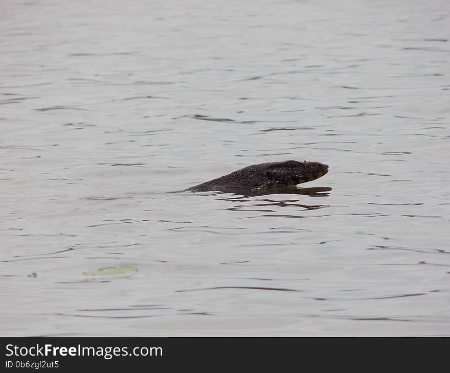 Water Monitor (Varanus Salvator)