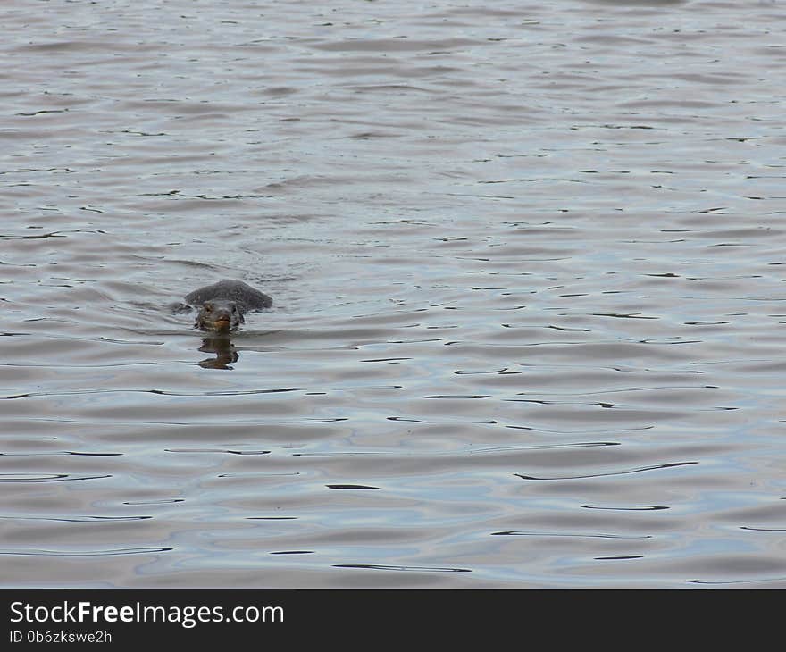 Water monitor (Varanus salvator)