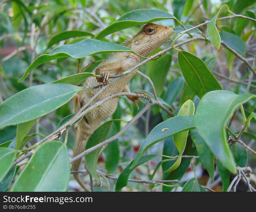 Common Garden Lizard (Sri Lanka) Calotes versicolor