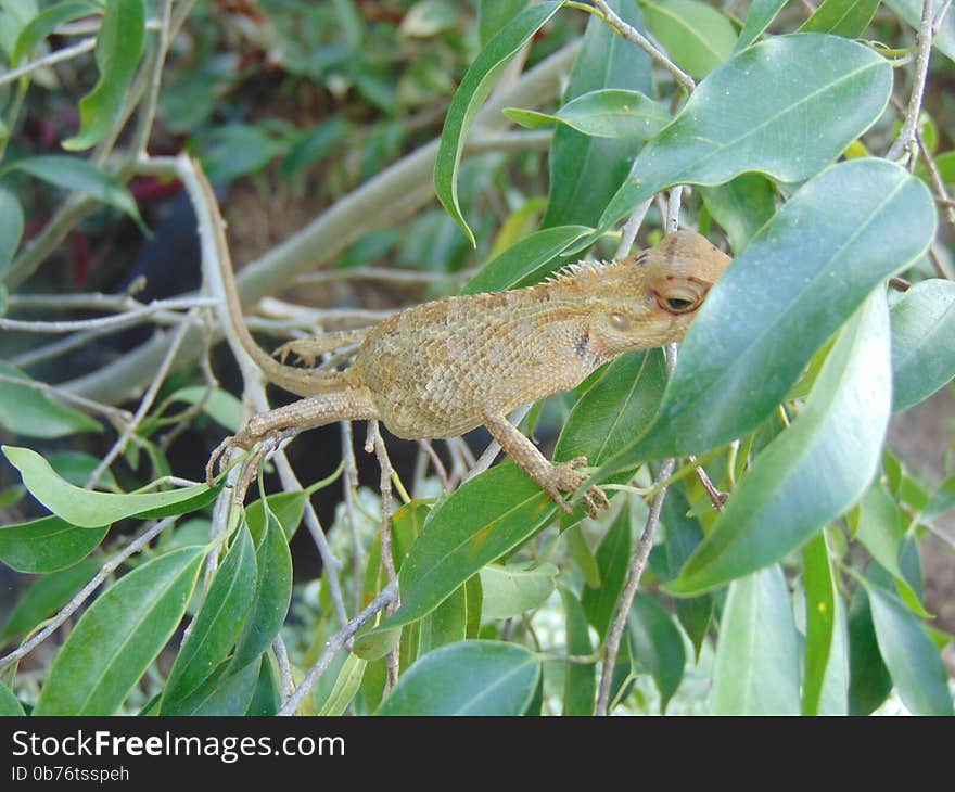 Common Garden Lizard (Sri Lanka) Calotes versicolor