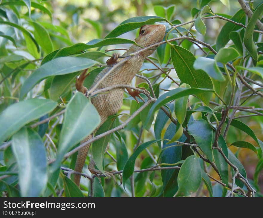 Common Garden Lizard (Sri Lanka) Calotes versicolor