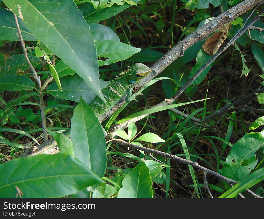 It's a common lizard with wide distribution from low lands plains to mid hills. It is highly arboreal and found in both forest and anthropogenic habitats such as home gardens, plantations, etc. It's a common lizard with wide distribution from low lands plains to mid hills. It is highly arboreal and found in both forest and anthropogenic habitats such as home gardens, plantations, etc...