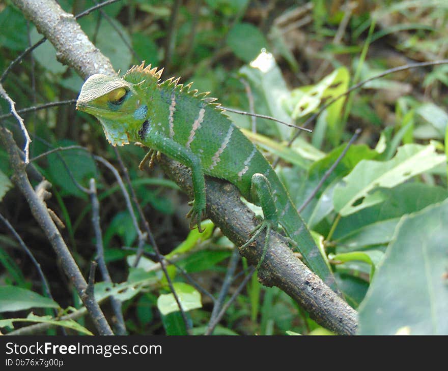 Green Forest Lizard(Calotes calotes)/Pala Katussa