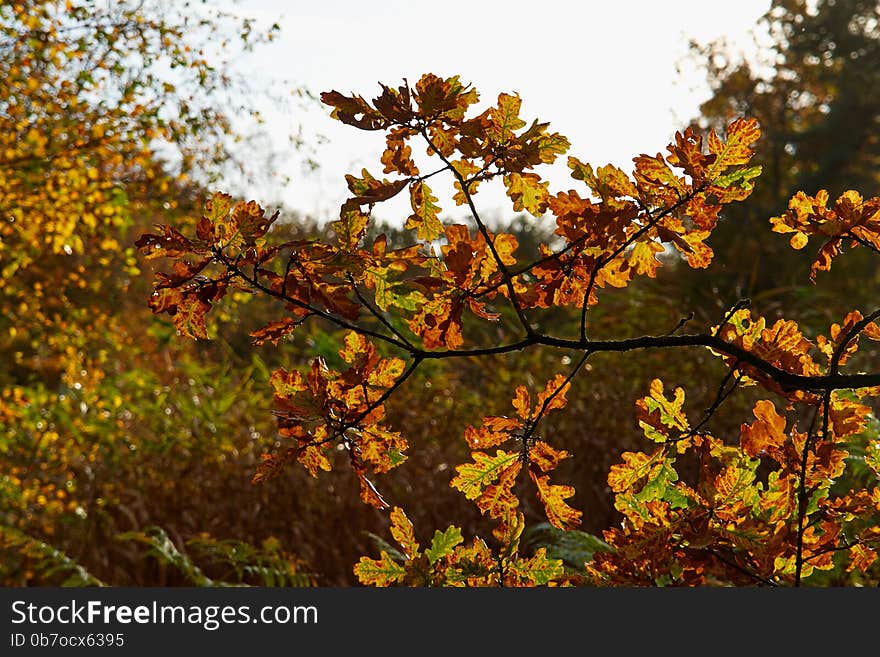 Red yellow and colorful autumn fall colors in the forest