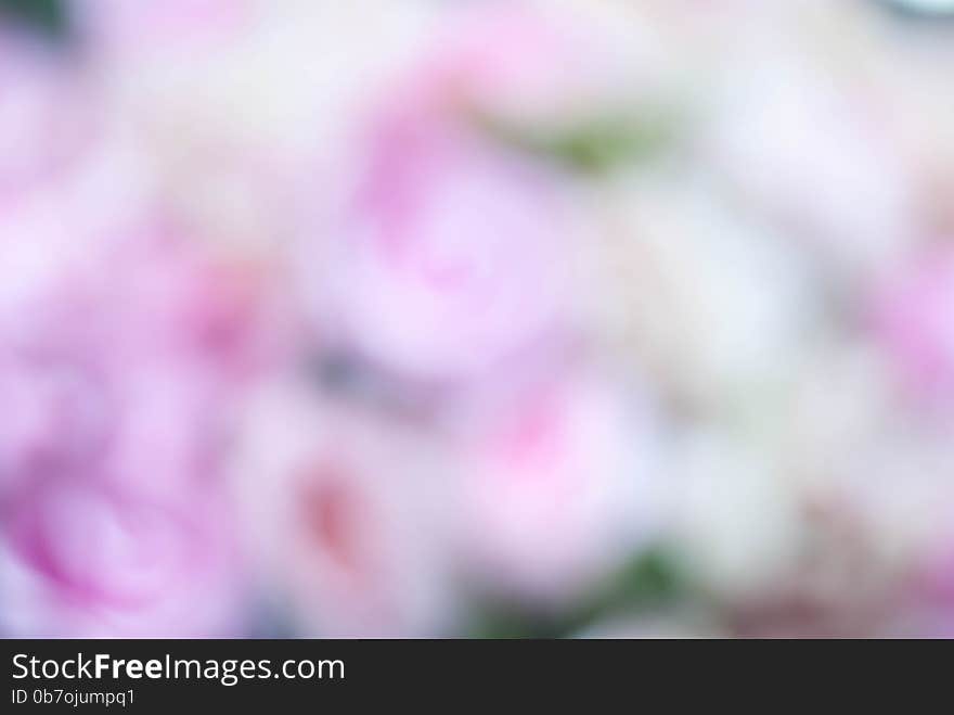 Beautiful Abstract pink Blurred Background.