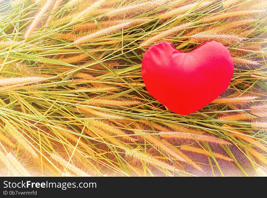 Romantic lovely valentine red heart on grass flower for love background