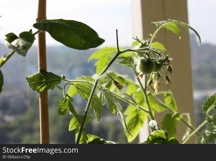 Green tomatoes growing at home