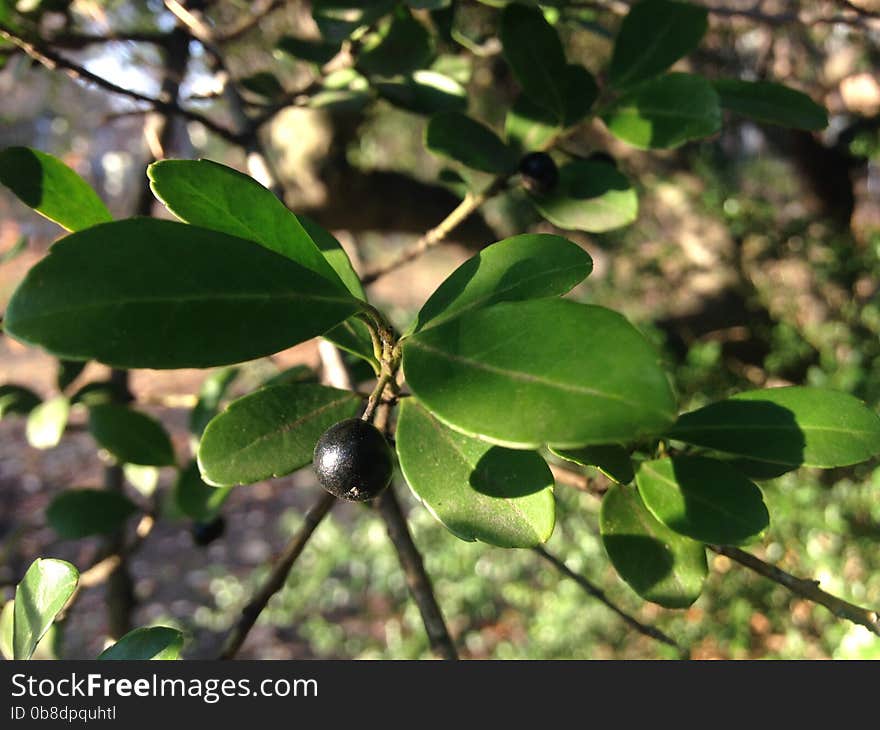 Ilex Glabra Plant with Black Berries in Early Winter.