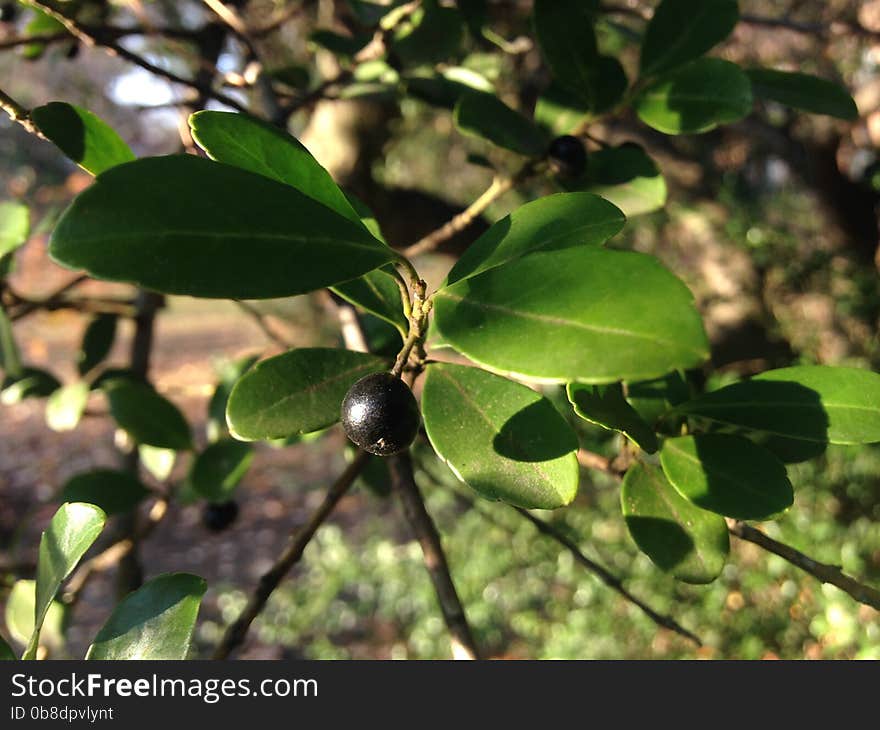 Ilex Glabra Plant with Black Berries in Early Winter.