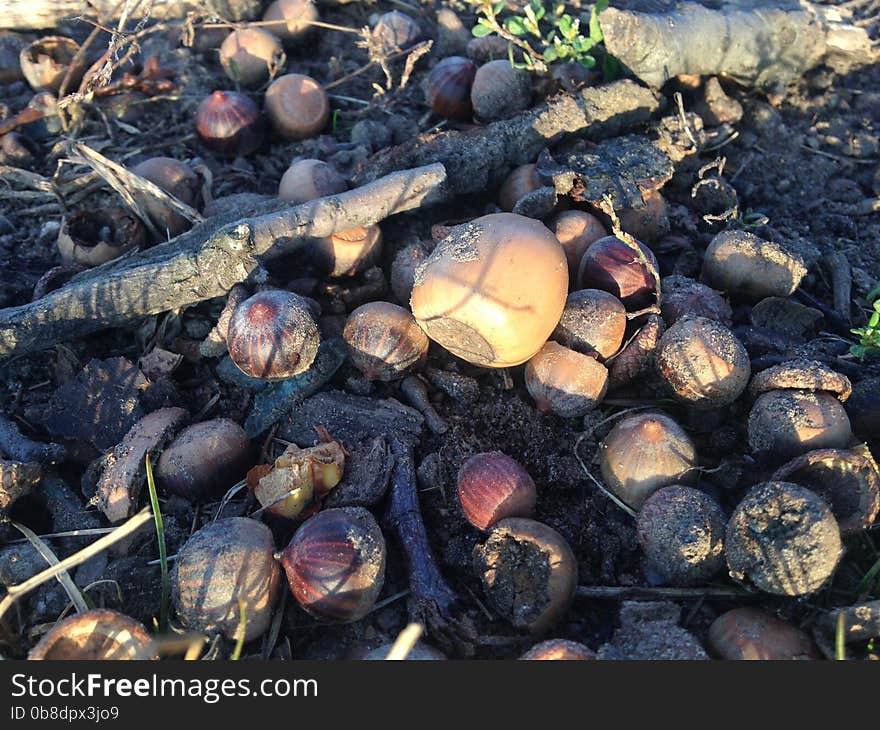 Acorns on the Ground in Early Winter in Lincoln Park in Jersey City, NJ. Acorns on the Ground in Early Winter in Lincoln Park in Jersey City, NJ.