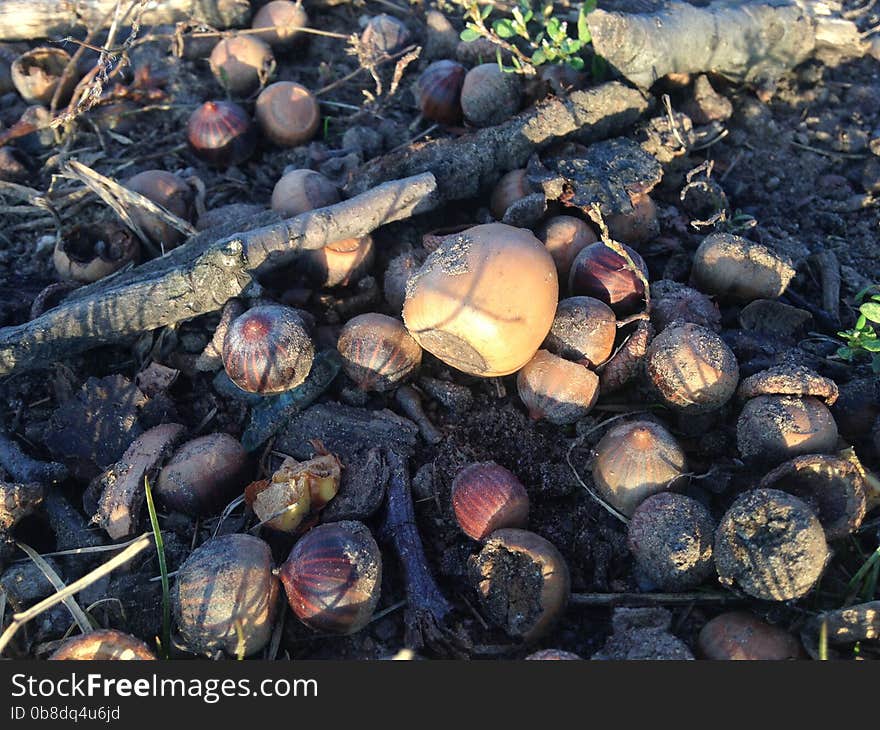 Acorns On The Ground In Early Winter.