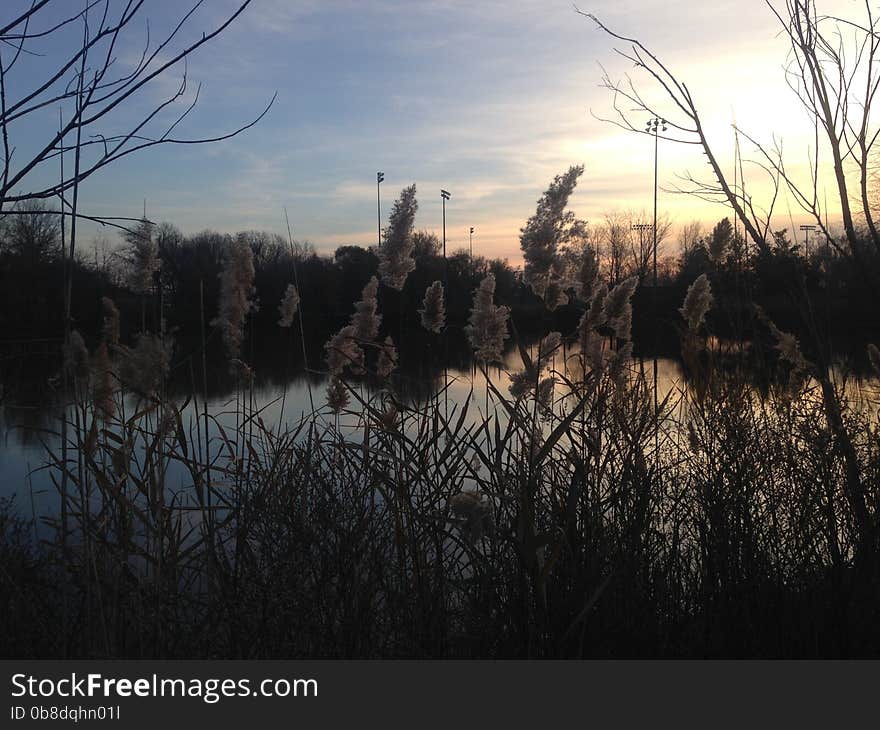 Phragmites Grass in front of a Pond during Sunset in Early Winter.