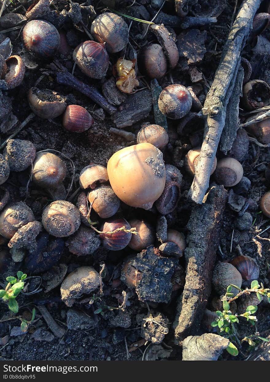 Acorns on the Ground in Early Winter.