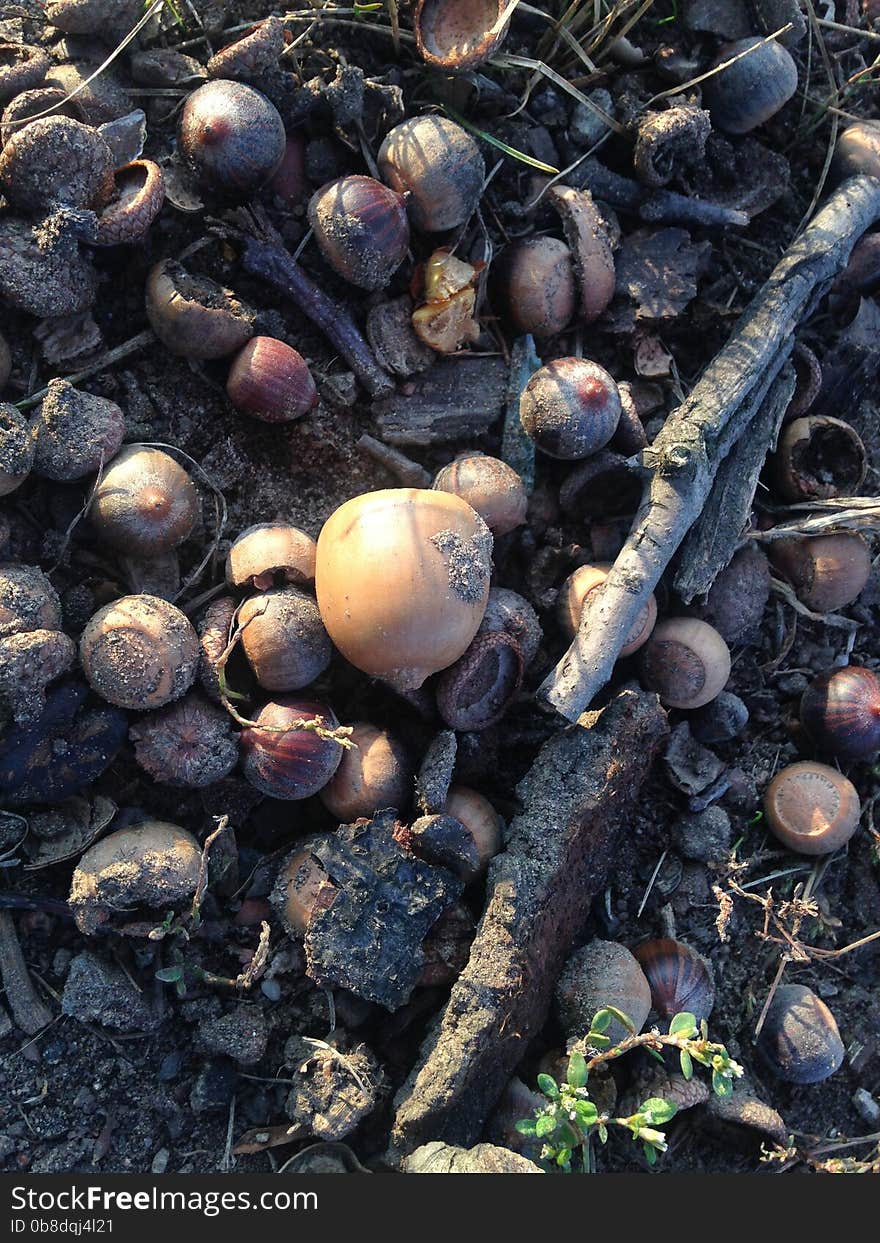 Acorns on the Ground in Early Winter in Lincoln Park in Jersey City, NJ. Acorns on the Ground in Early Winter in Lincoln Park in Jersey City, NJ.