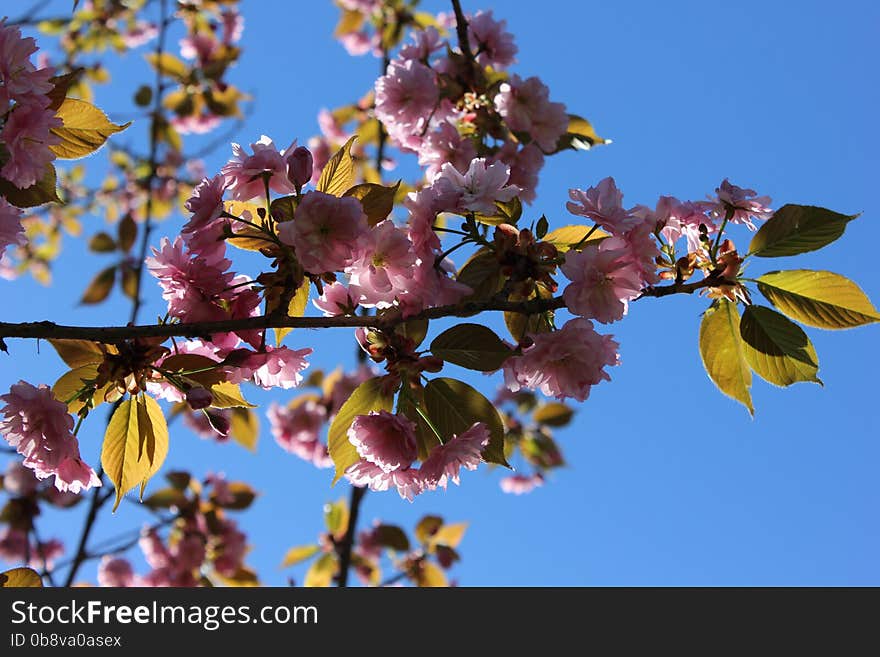 Pink sakura &x28;cherry&x29; blossom against blue sky