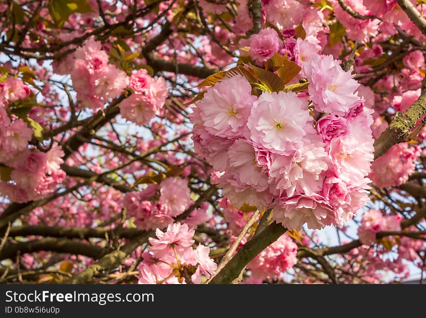 Pink Blossomed Sakura Flowers