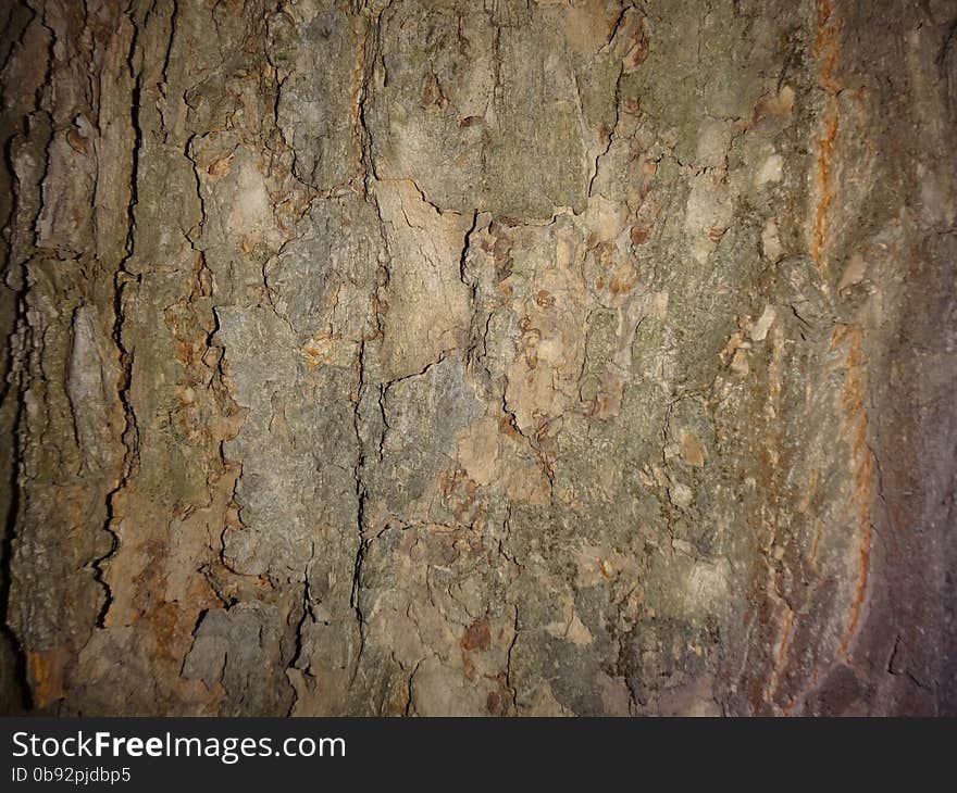 The bark is rugged with wrinkles and brown color