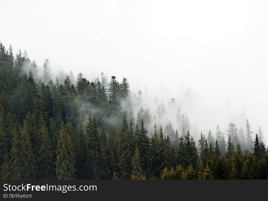 Fog in mountains.