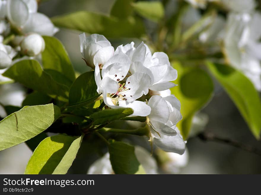 Blossoming Pear. Flowering white tree. Blossoming Pear. Flowering white tree