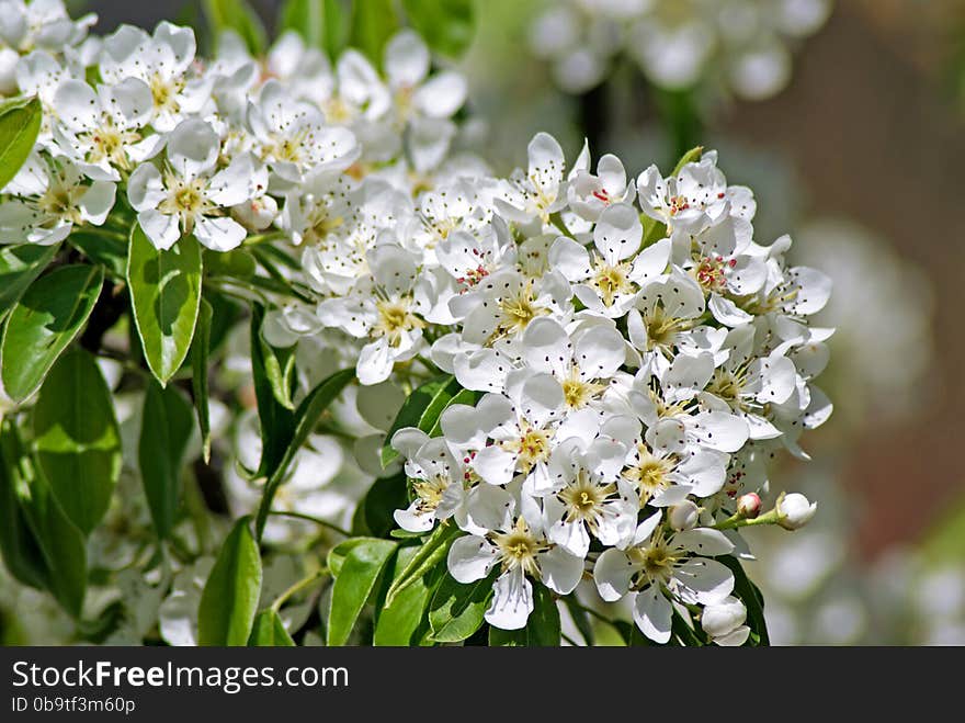 Flowering Pear. Spring