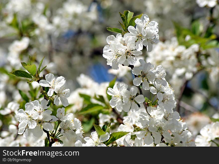 Cherry blossoms. Flowering white tree. Cherry blossoms. Flowering white tree