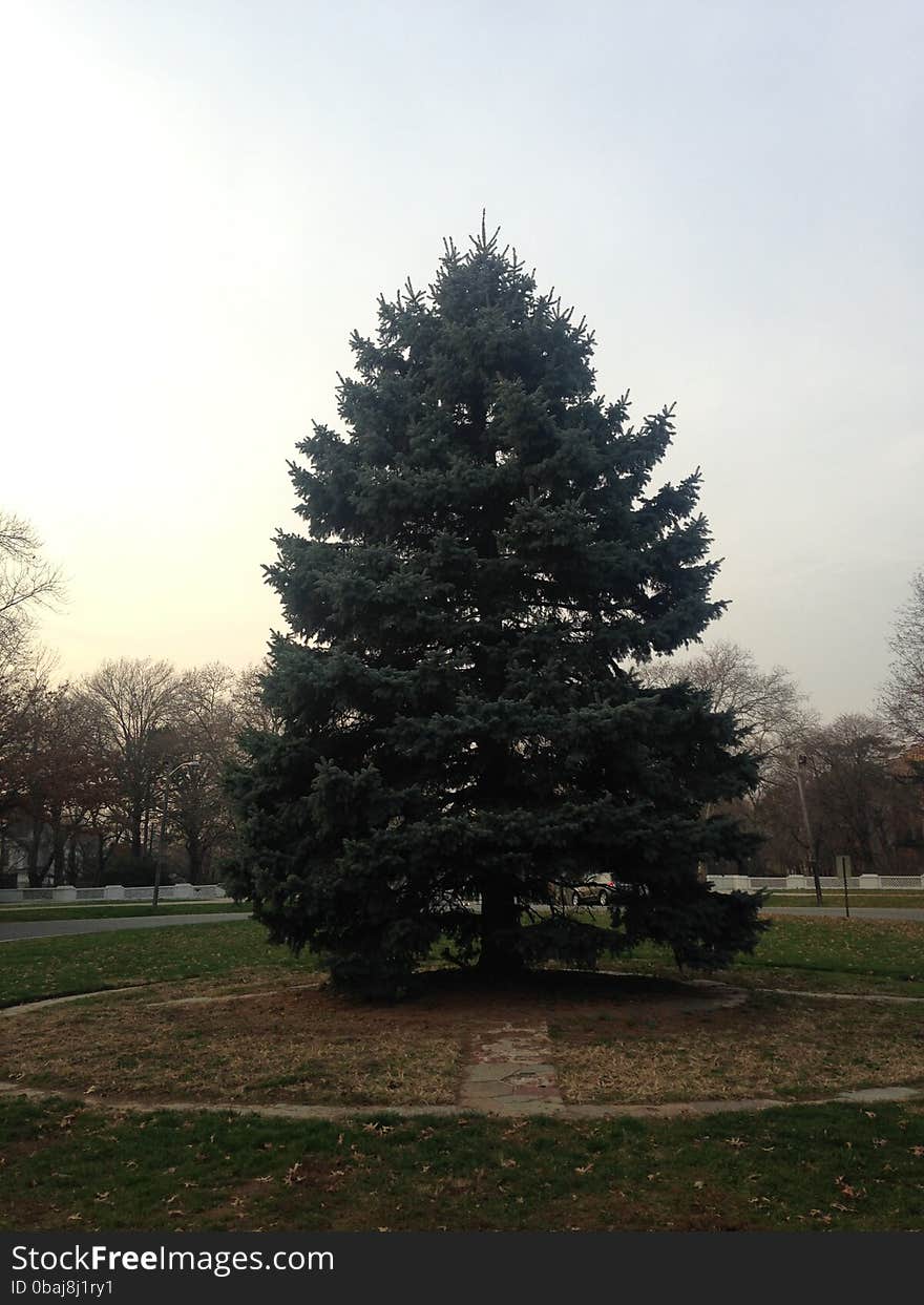 Picea Pungens Tree during Sunset in Winter.