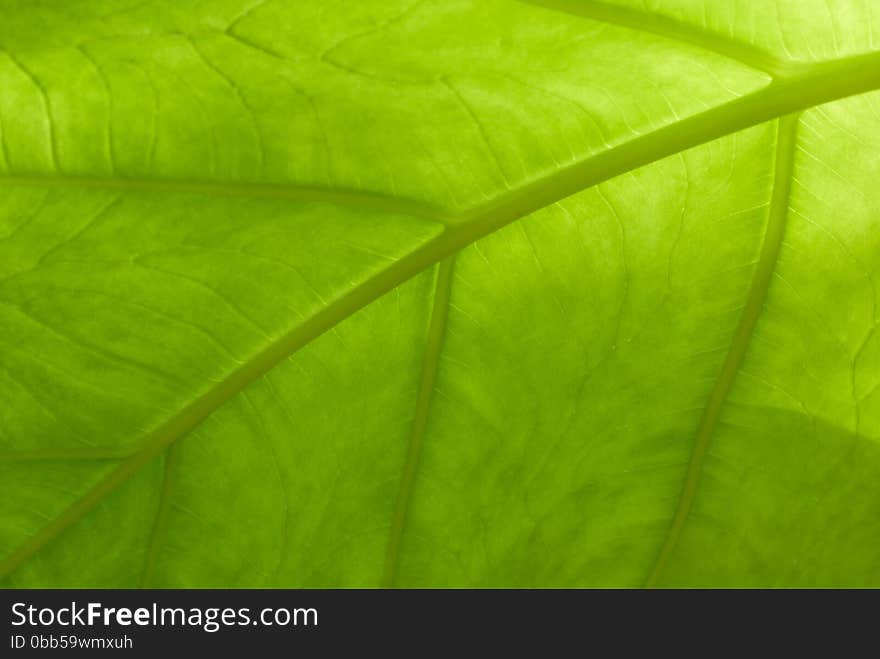 Closeup of a green leaf.