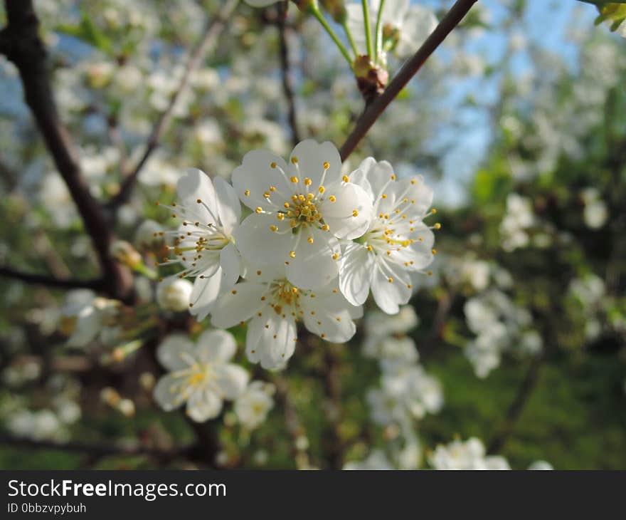 White blossom in the garden