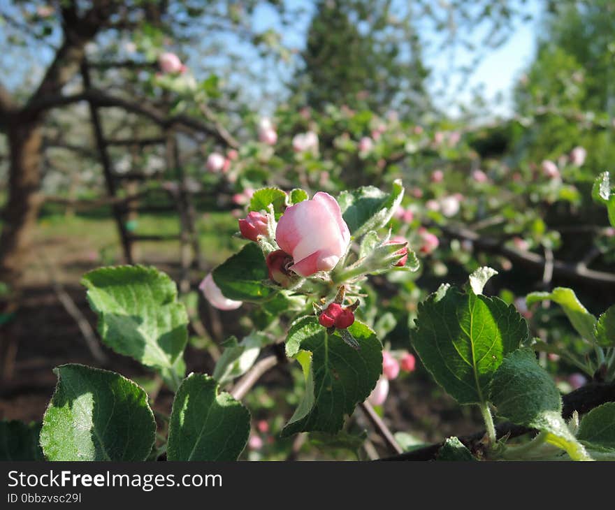 Sunshine is bright, apple tree blossoms. The wooden stairs and apple tree are at the background. Sunshine is bright, apple tree blossoms. The wooden stairs and apple tree are at the background.