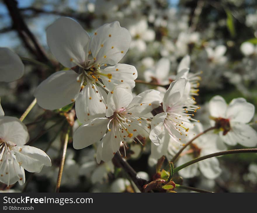 Blossoms Are The Flowers On The Trees In The Spring.